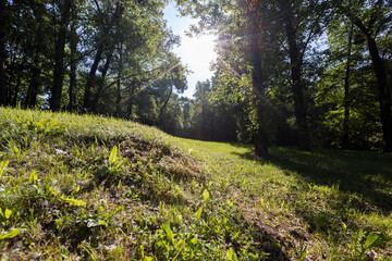 the sun shines through the green foliage of the trees in spring