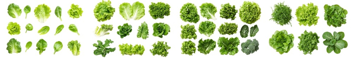 Wall Mural - An isolated Roman lettuce leaf is shown in full depth of field on a white background