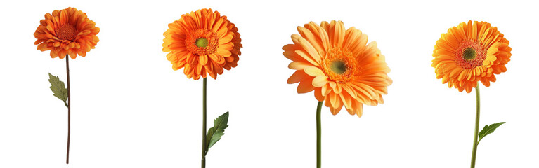 Poster - An isolated Gerbera daisy flower on a white background with full depth of field