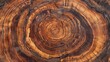 © Elshad Karimov - Isolated cross-section of a tree trunk showcases the intricate patterns of its annual rings. The wooden stump's sliced surface reveals a textured landscape of rings and cracks