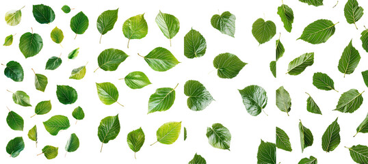 Sticker - Leaves of a sunflower falling on white background, full depth of field