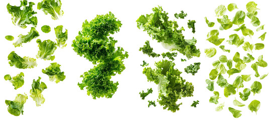 Sticker - Leaves of lettuce falling on a white background with full depth of field, isolated on white