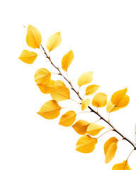 vibrant yellow leaves on a branch, showcasing the beauty of autumn foliage against a clean backgroun