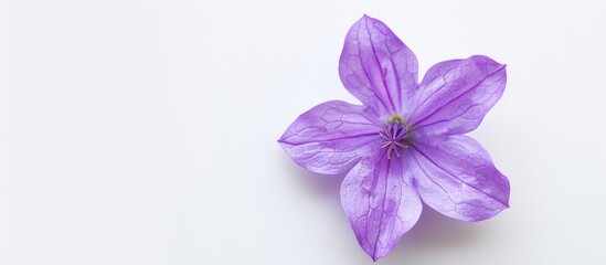 Poster - Top view of a Campanula flower on a white background ideal for text placement in a flat lay copy space image