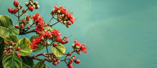 Aufkleber - Jatropha plant with red flowers and green leaves against a green background and sky suitable for a copy space image