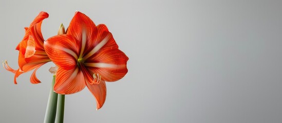 Poster - Bird s eye view angle photograph showcasing a blooming orange amaryllis flower with ample copy space image