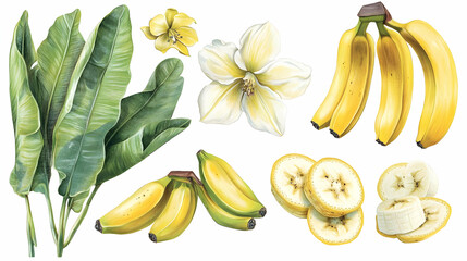 Wall Mural - Banana Illustration Tropical Fruit Yellow Fruit Banana Leaves Watercolor Illustration Hand Drawn Illustration