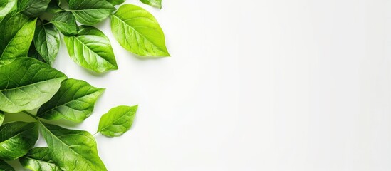 Aufkleber - White background picture featuring genuine leaves with ample copy space image