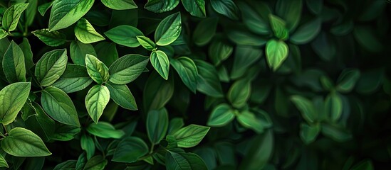 Aufkleber - Amazing beauty of nature with small green leaves against a backdrop of a copy space image