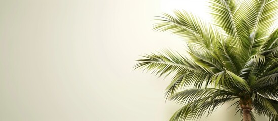 Sticker - Create a tropical ambiance with a serene backdrop featuring a palm tree known as Dypsis cabadae on a blank copy space image