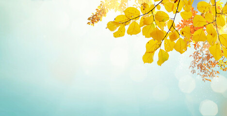 Vibrant yellow golden fall tree foliage background with pale blue sky