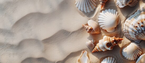 Sticker - Top down view of seashells on sandy beach with copy space for your own image