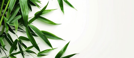 Aufkleber - Isolated bamboo leaves on a white background with copy space image