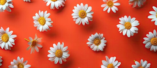 Poster - Chamomile flowers displayed on a vibrant backdrop in a flat lay style ideal for a template or mockup with available copy space image