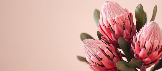 Aufkleber - Pink protea flowers on a light backdrop with copy space image