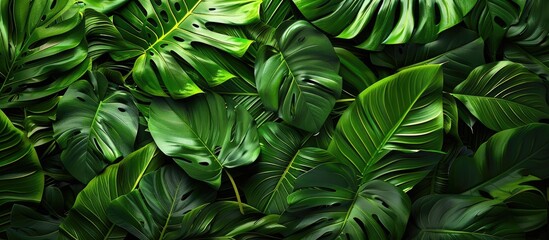 Fototapete - Tropical green leaf background texture Emphasizes eco ecology natural environment and organic themes Suitable for a copy space image