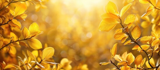 Aufkleber - Golden autumn scene in the forest with branches adorned in yellow leaves creating a natural background for a copy space image