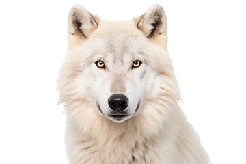 Wall Mural - arctic wolf png on transparent background ideal for wildlife designs, arctic-themed projects, and na