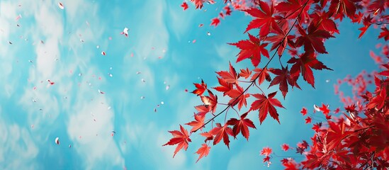 Wall Mural - A serene blue sky forms the backdrop for a vivid red maple branch in the copy space image