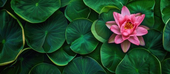 Aufkleber - Top view of a pink lotus flower in bloom with green leaves providing background in a copy space image