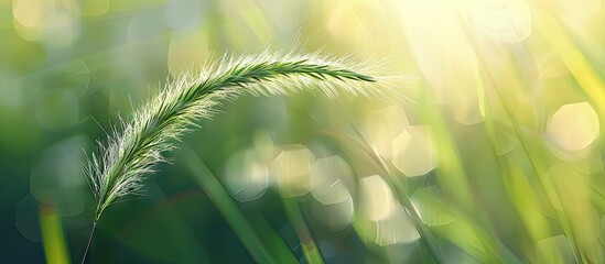 Poster - A grass blade with a tail on a blurry abstract backdrop including copy space image