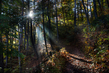 Wall Mural - sun rays in autumn forest