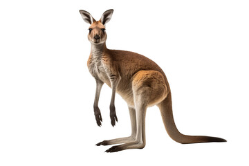 Wall Mural - kangaroo png with a transparent background for use in digital designs, presentations, and creative p