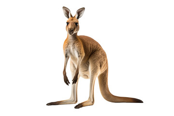 Wall Mural - kangaroo png with a transparent background for use in digital designs, presentations, and creative p