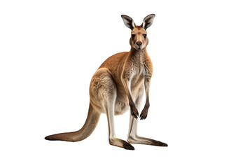Wall Mural - kangaroo png with a transparent background for use in digital designs, presentations, and creative p