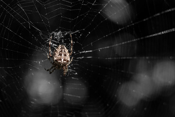 Una araña en su tela