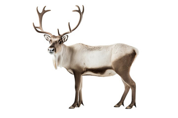 Wall Mural - high-resolution peary caribou isolated on transparent background for wildlife conservation designs, 