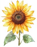 Watercolor illustration of a single sunflower with green leaves.