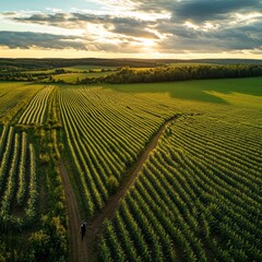 Sticker - A single person walks on a dirt path through a field of green corn at sunset.