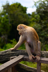 Wall Mural - cute little wild monkey in Phuket next to a big Buddha