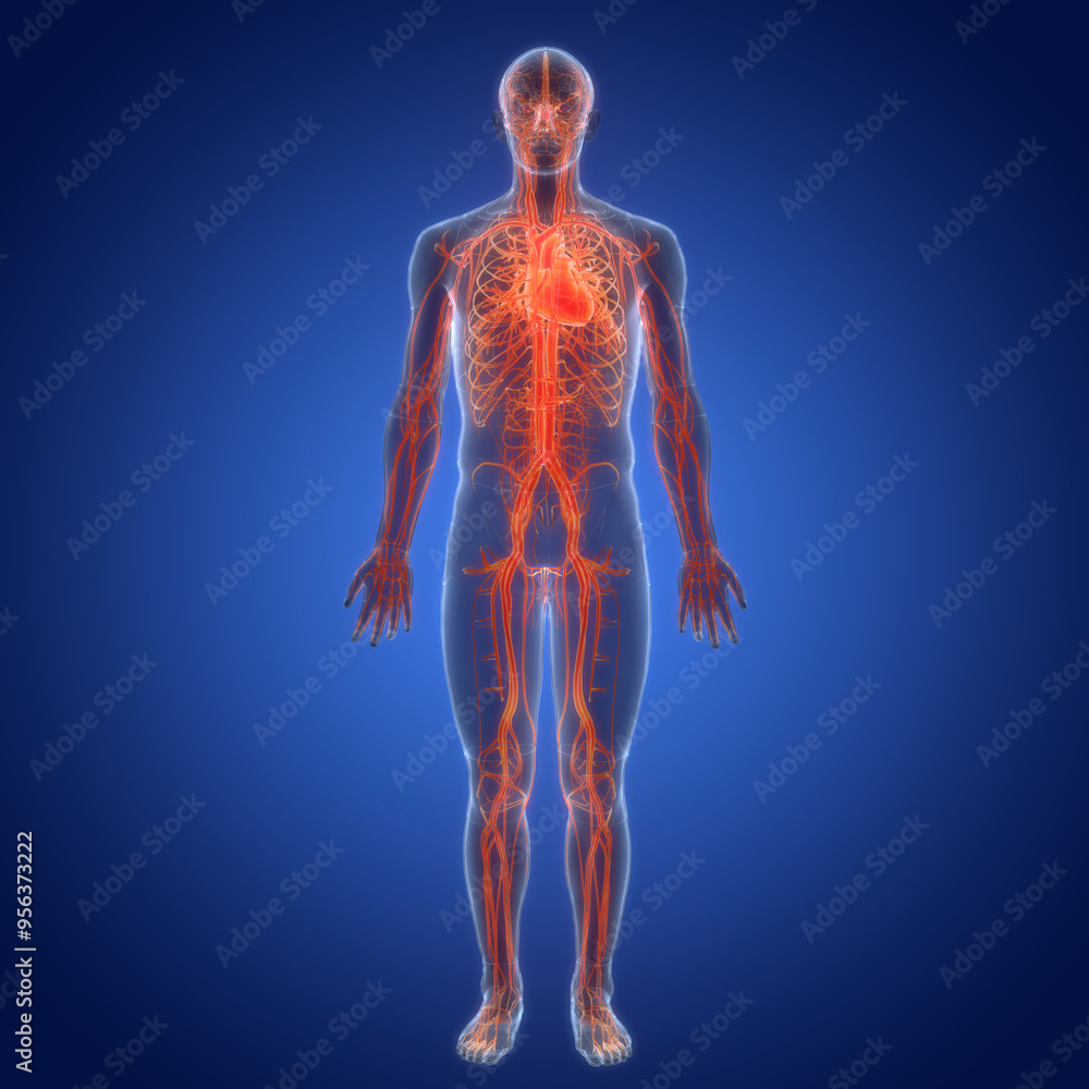 Human Circulatory System Heart Anatomy Stock Illustration | Adobe Stock