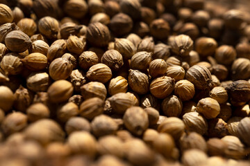 Wall Mural - Organic food, close-up spice coriander seeds.