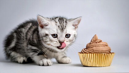 Wall Mural - adorable baby american shorthair enjoying a slice of cake