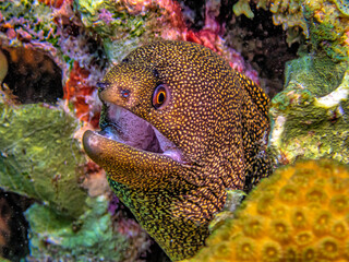 Wall Mural - Caribbean coral garden, goldentail moray