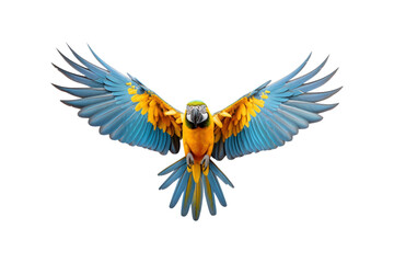 Wall Mural - Blue and yellow macaw midflight with spread wings. Suitable for nature, wildlife, tropical bird, and freedom concept designs