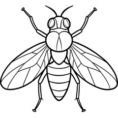 vector illustration of a fly