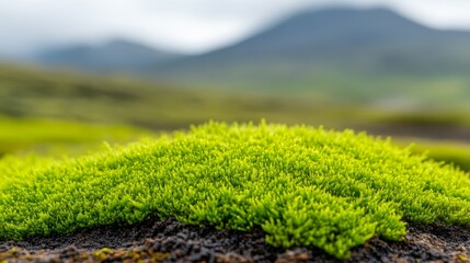 A vibrant patch of green moss grows on a rock, set against a blurred landscape of mountains and lush greenery.