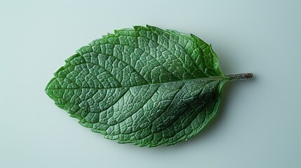 Wall Mural - Green Mint Leaf on White Background