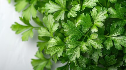 Poster - Fresh Parsley Close-Up