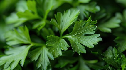 Poster - Close-up of Fresh Parsley Leaves