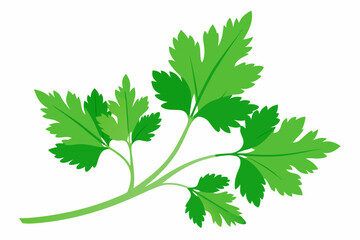 Sticker - Fresh parsley herb isolated on white