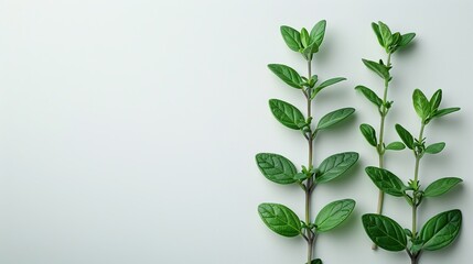 Wall Mural - Fresh Green Sprigs on White Background