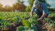 © The Little Hut - Farmer is cultivating soybean on his land He is examining progress of crops : Generative AI