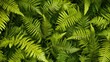 © Napasnan - A close-up of fern fronds layered in a fan shape, creating a natural pattern and texture