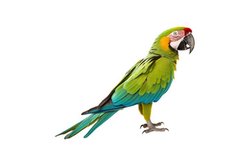 Wall Mural - Green macaw on white background for nature, wildlife, tropical themes. Ideal for projects needing vibrant and colorful visuals