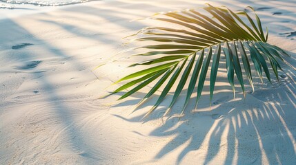 Palm Leaf Casts Shadow on White Sand Beach